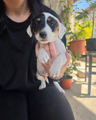 cucciolo di Jack russell