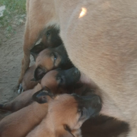 Cuccioli cane pastore belga malino i 6 maschie4fem