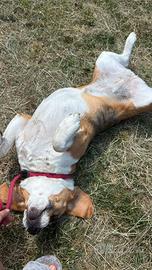 Beagle femmina sterilizzata