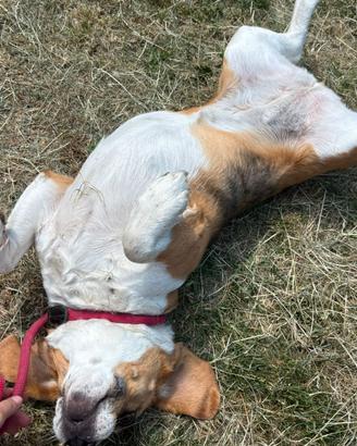 Beagle femmina sterilizzata