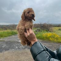 Barboncino maschietto toy