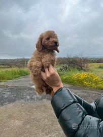 Barboncino maschietto toy