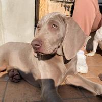 Cucciola di weimaraner con pedigree