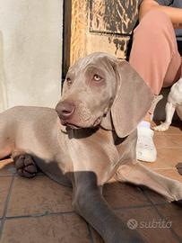 Cucciola di weimaraner con pedigree