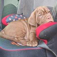 Mastino Napoletano cuccioli