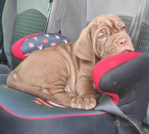 Mastino Napoletano cuccioli