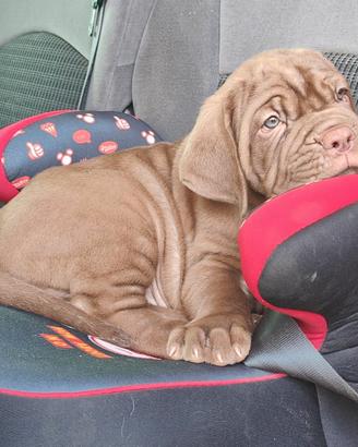 Mastino Napoletano cuccioli