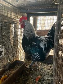 Gallo