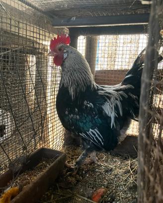 Gallo