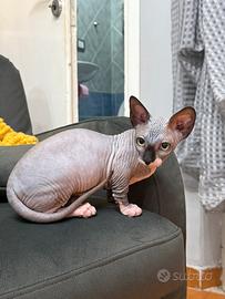 Cucciola bambina Spynx