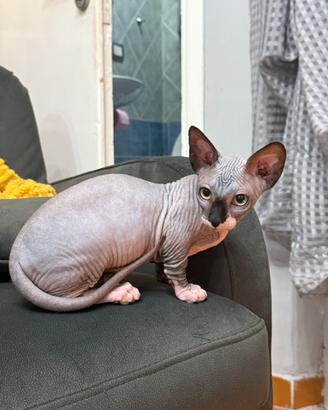 Cucciola bambina Spynx