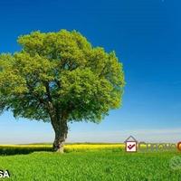 Terreno agricolo a Piano Torre