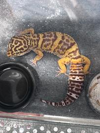 Tre Gechi leopardini