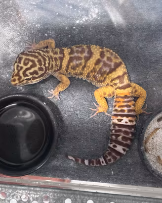 Tre Gechi leopardini