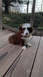 Cucciola bianco cioccolato Border Collie Super