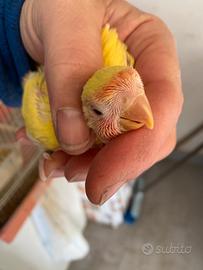 Inseparabili pappagalli pulli 3460315916