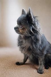 Chihuahua adulto pedegree