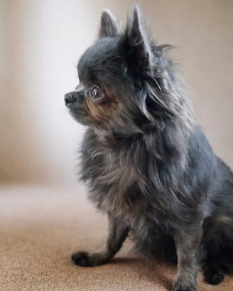 Chihuahua adulto pedegree