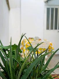 Ampio bilocale con spazio esterno