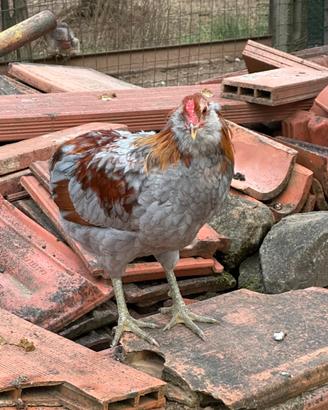 Araucana