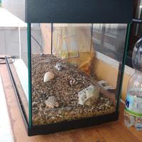 acquario 