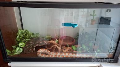 Serpente del grano adulto con teca e accessori