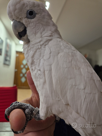 Cacatua Alba