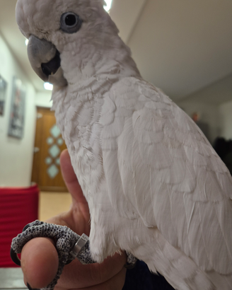 Cacatua Ducorpsii