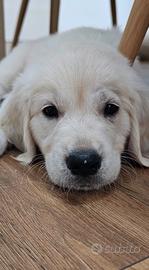 Cuccioli di Golden Retriever-Ultimo maschietto dis