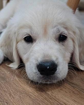 Cuccioli di Golden Retriever-Ultimo maschietto dis