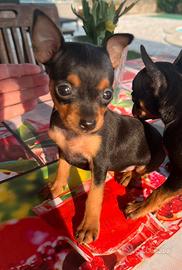 Pincher Pinscher Toy e mini toy