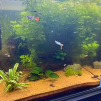 Piante per  acquario