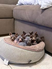 Sphynx con Pedigree