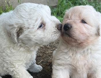 Cuccioli maschi maremmano abruzzese