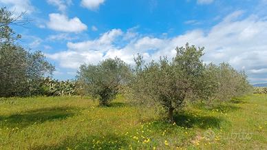 Terreni agricoli - Quartu Sant'Elena