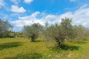 Terreni agricoli - Quartu Sant'Elena