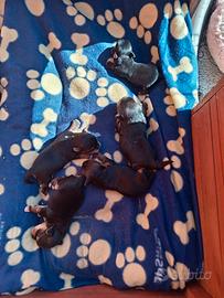 Cuccioli di Yorkshire terrier