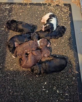 Cuccioli di cane da tartufi