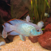 Ciclidi Sudamerica andinoacara