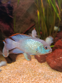 Ciclidi Sudamerica andinoacara