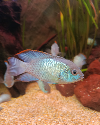 Ciclidi Sudamerica andinoacara