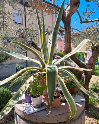 Agave variegata varie dimensioni piante grasse