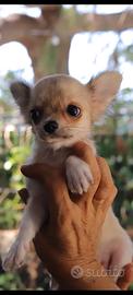 Chihuahua a pelo lungo maschietto