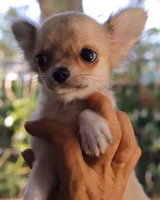 Chihuahua a pelo lungo maschietto