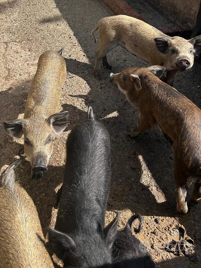 1:16 ERTL BIG FARM Case IH *BARN BUSTER* Pro Stock Tractor Puller *NIB - Foto 2