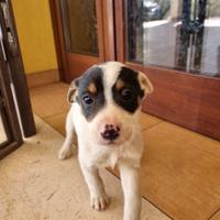 Cuccioli incrocio jack russell