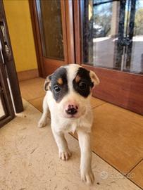 Cuccioli incrocio jack russell