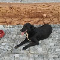 Giovane cane baladi