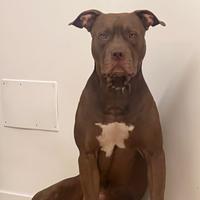 Pitbull UKC per Monta