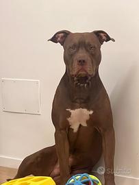 Pitbull UKC per Monta